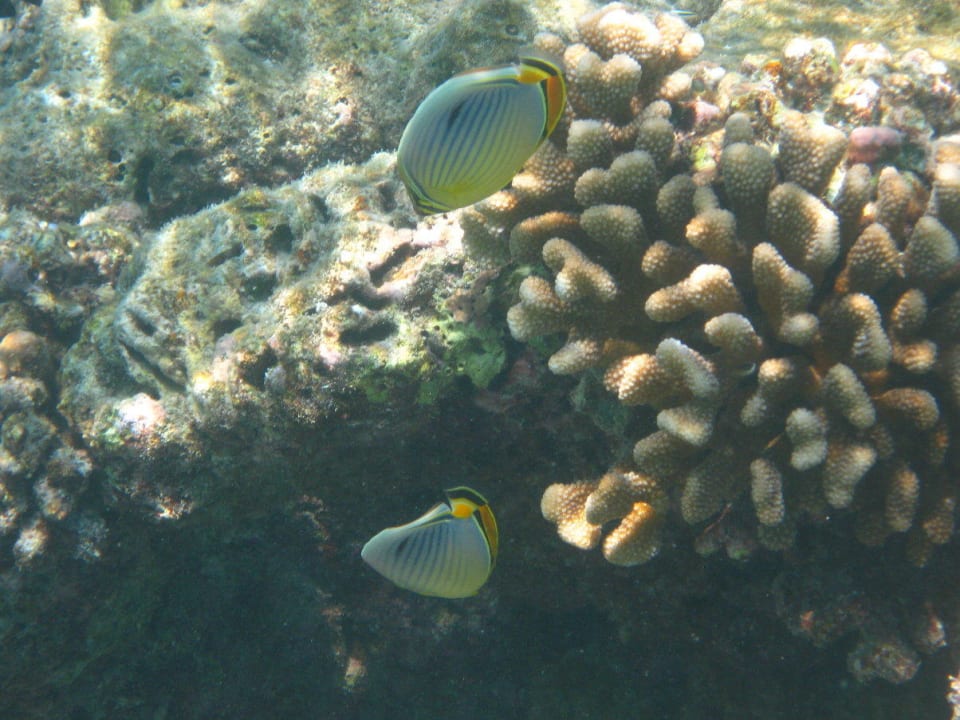 Unterwasserwelt am Hausriff NH Collection Maldives Reethi Resort