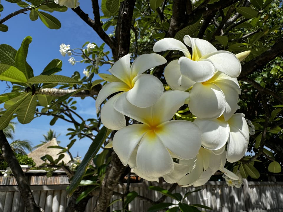 Gartenanlage Banyan Tree Vabbinfaru