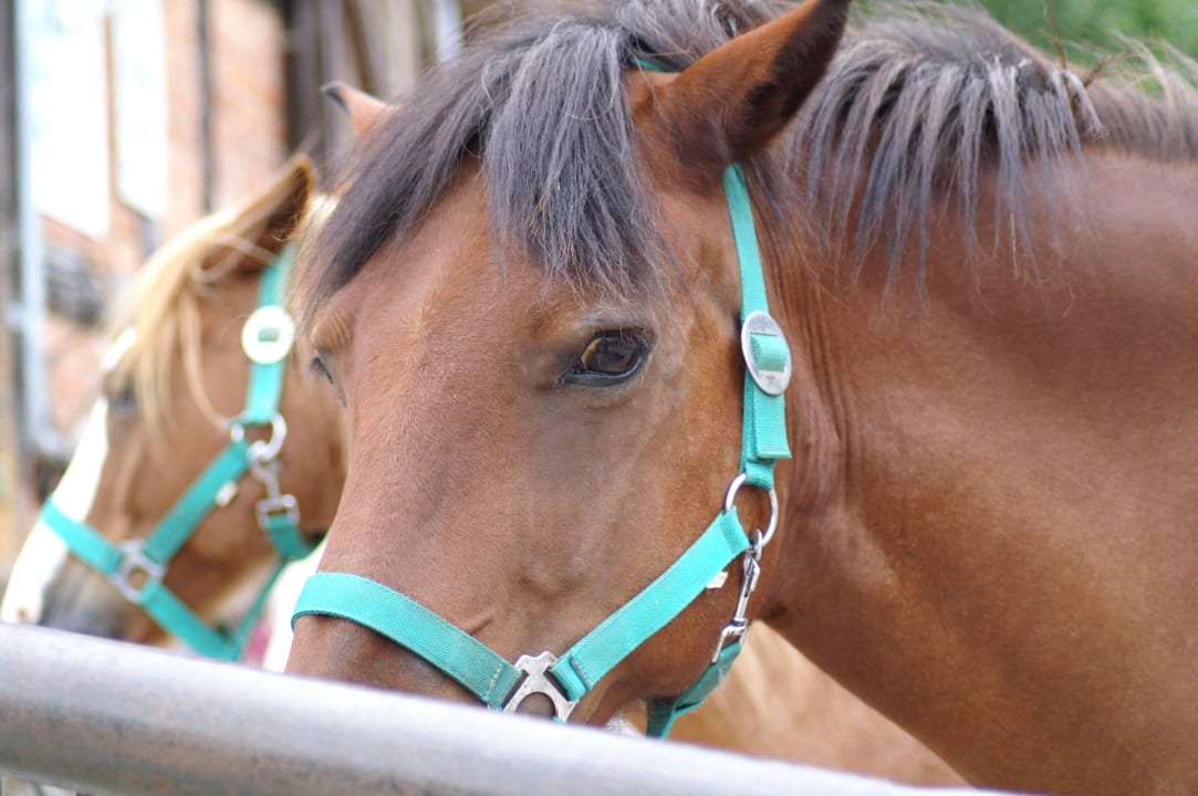 Odin Ferienhof Probstei Zella
