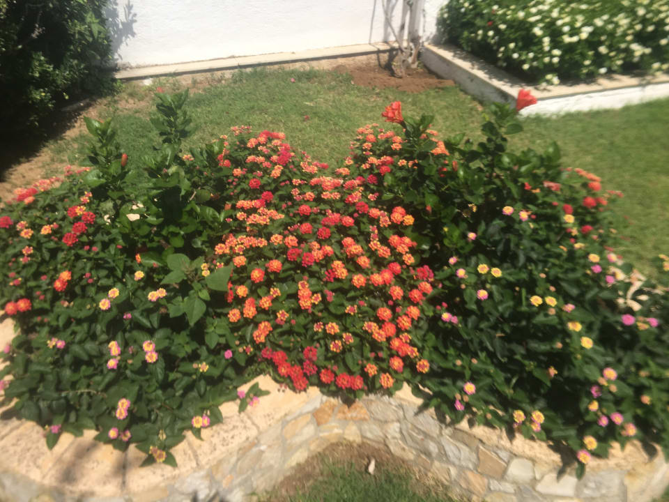 Gartenanlage Hotel Albatros