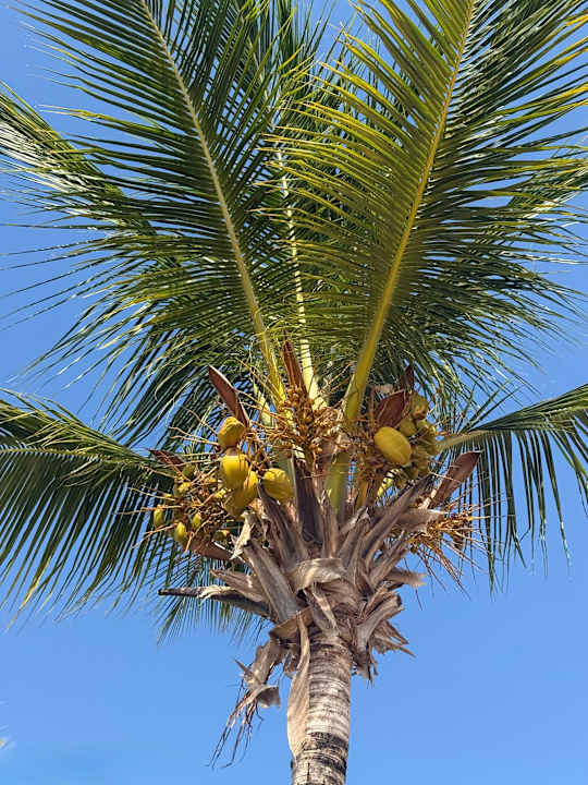 Gartenanlage Royal Zanzibar Beach Resort