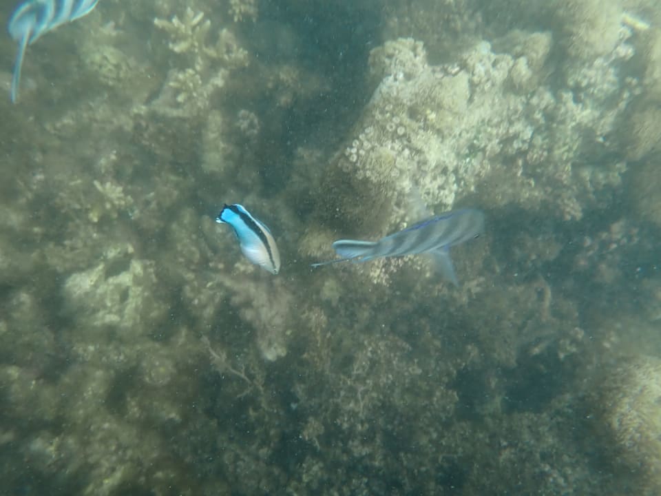 Sport & Freizeit Lagoon Attitude - Adults only