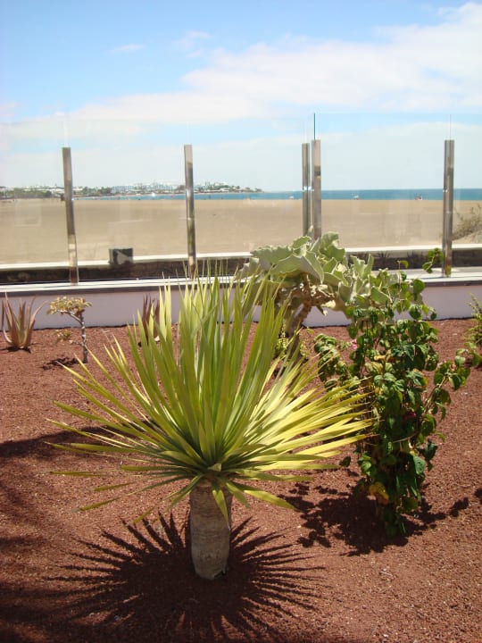 Palmen Hotel Las Costas