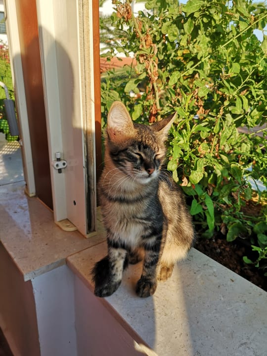 Sonstiges TUI SUNEO Chrissi Amoudia