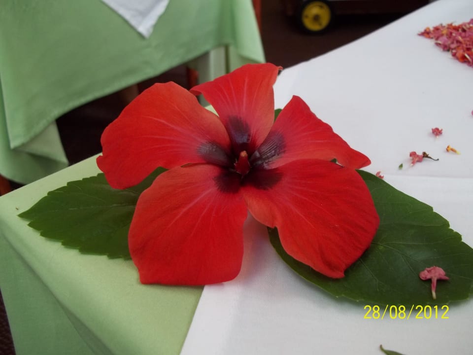 Blumendekoration Asteria Collection Side