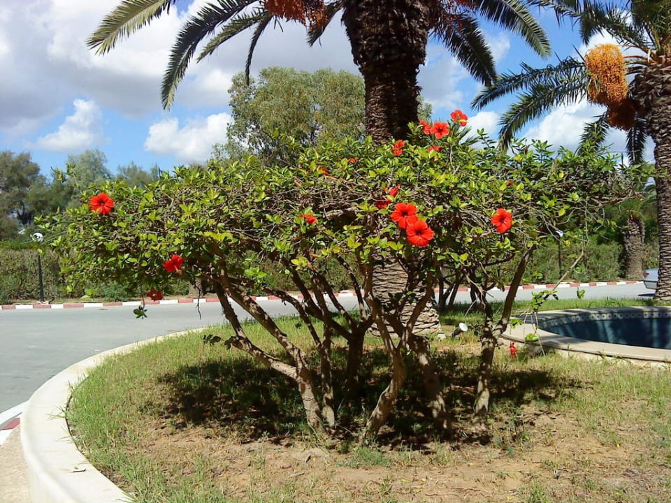 Vor dem Hotel Royal Lido Resort & Spa