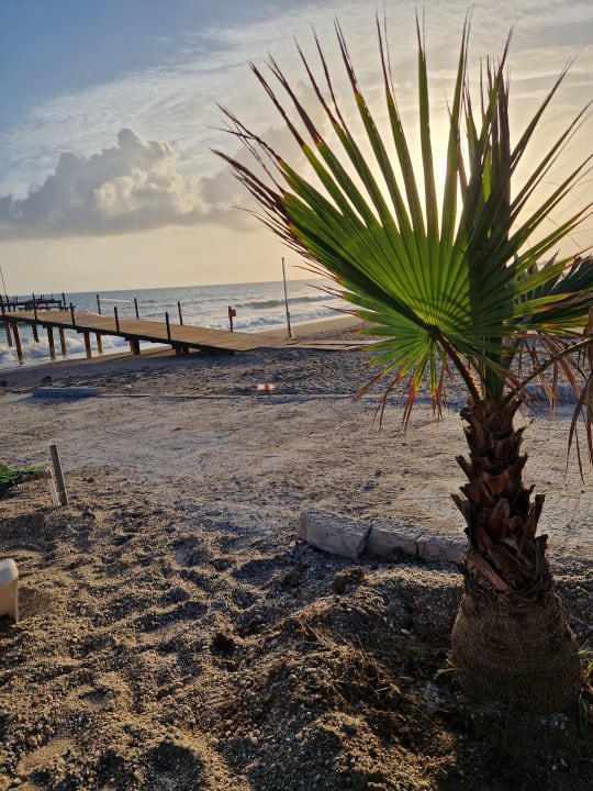 Strand Dizalya Palm Garden
