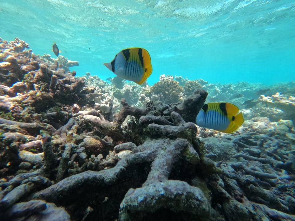 Sport & Freizeit Machchafushi Island Resort & Spa Maldives, The Centara Collection