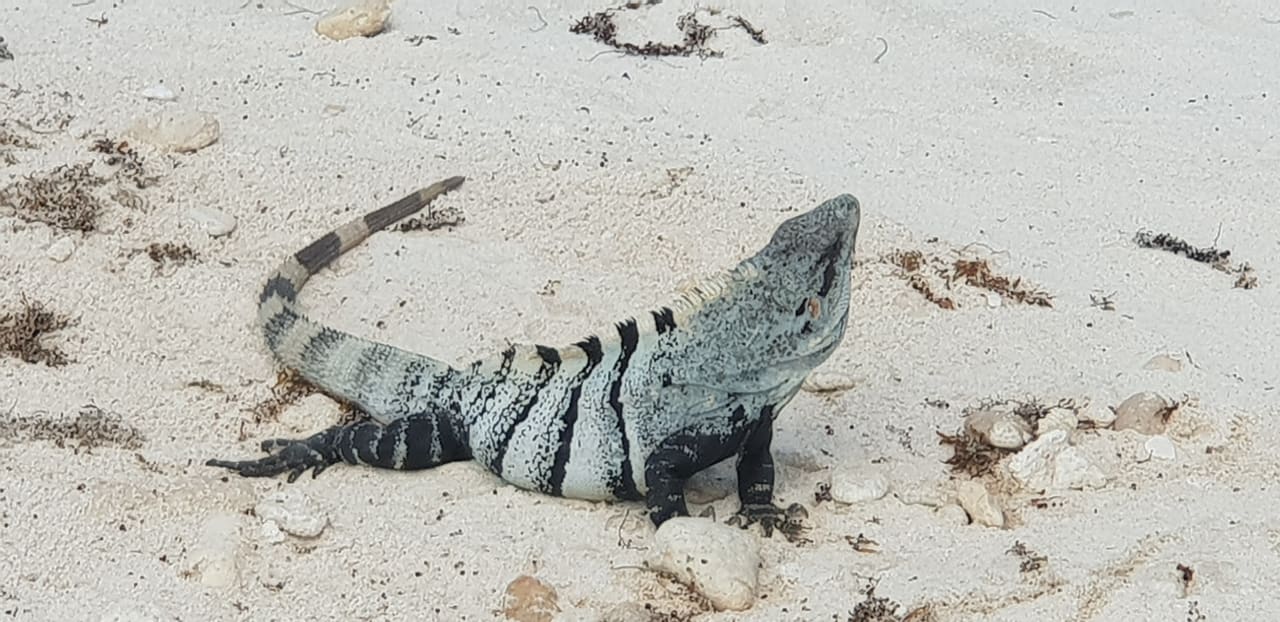 Strand Akumal Bay Beach & Wellness Resort