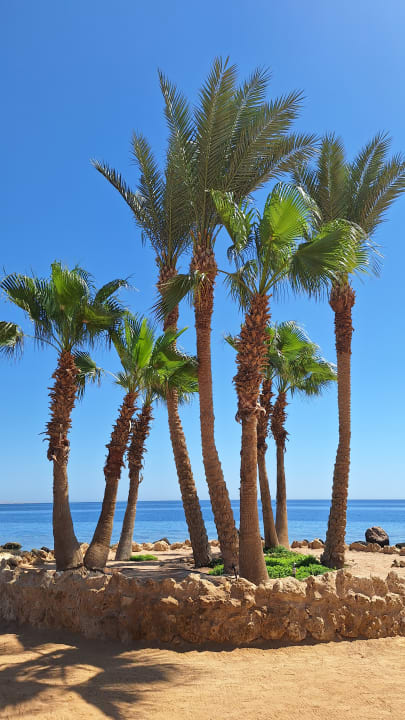 Strand Pickalbatros Citadel Resort