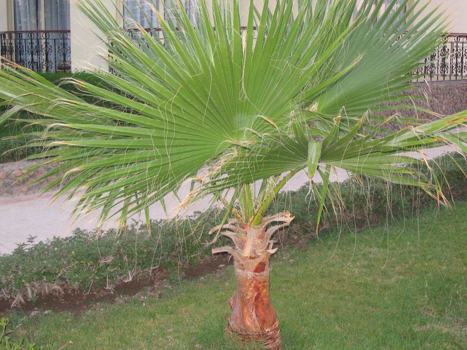 Пальма Riviera Aqua Park Resort