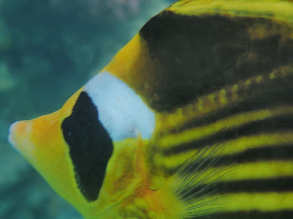 Strand Makadi Spa - Adults only