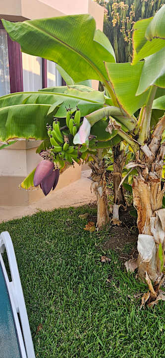 Gartenanlage allsun Hotel Esplendido