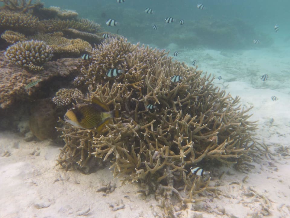 Hausriff Vilamendhoo Island Resort & Spa