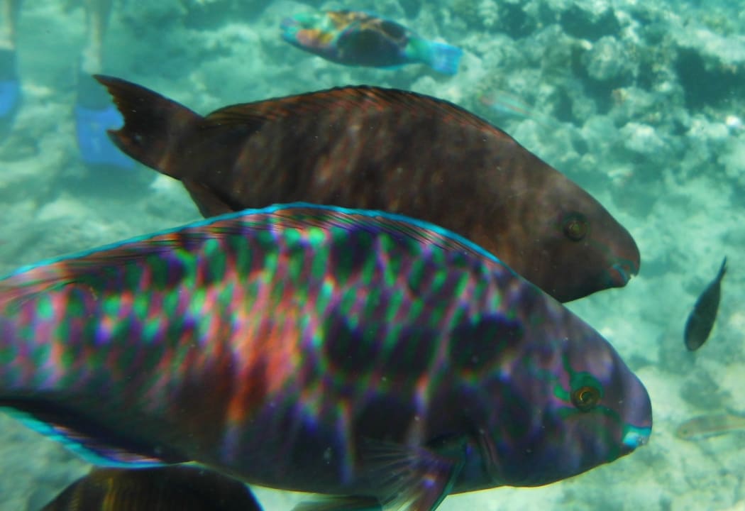 Sport & Freizeit Grand Makadi