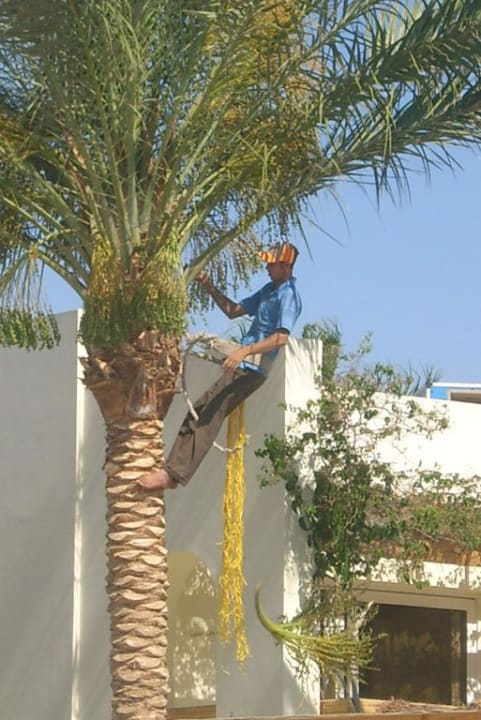 Pflege (verwelkte Palmenwedel werden entfernt) Palm Beach Resort