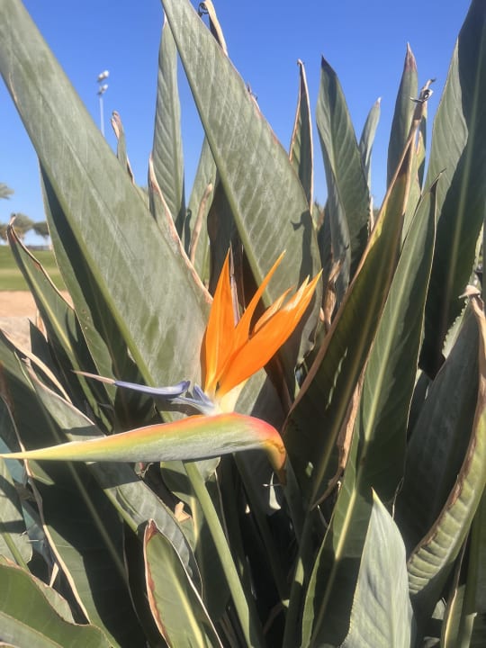 Gartenanlage Steigenberger Aqua Magic