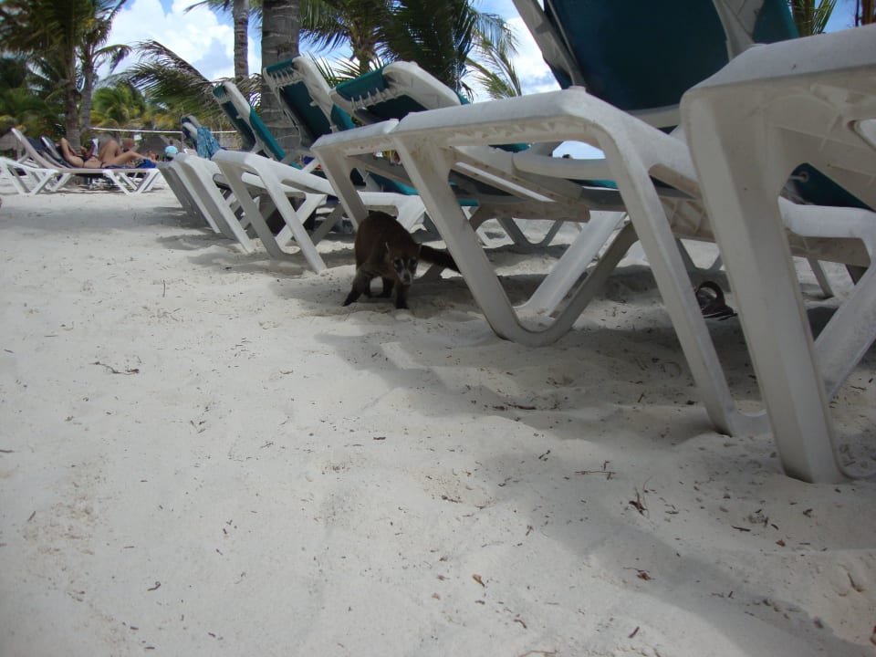 Hotel Catalonia Playa Maroma Catalonia Playa Maroma