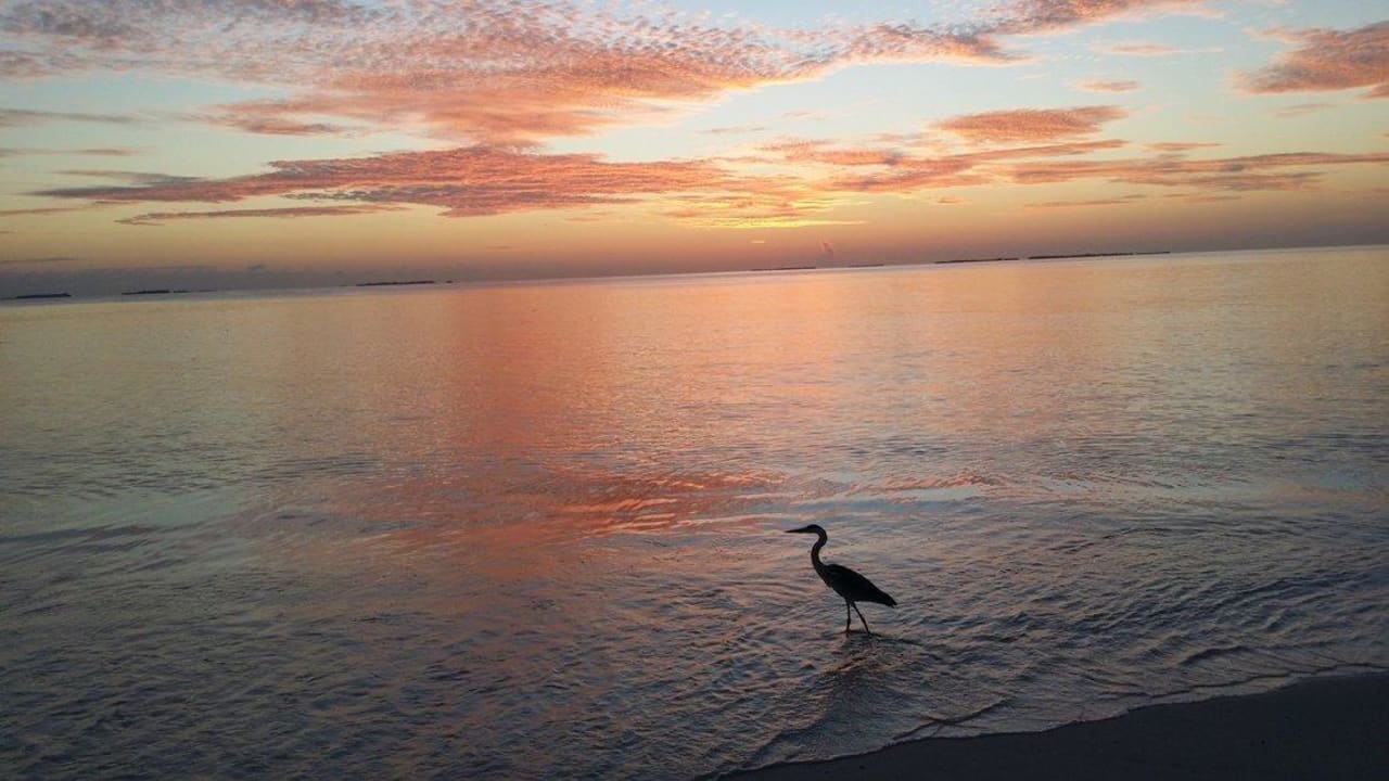 Цапля на восходе Vilamendhoo Island Resort & Spa