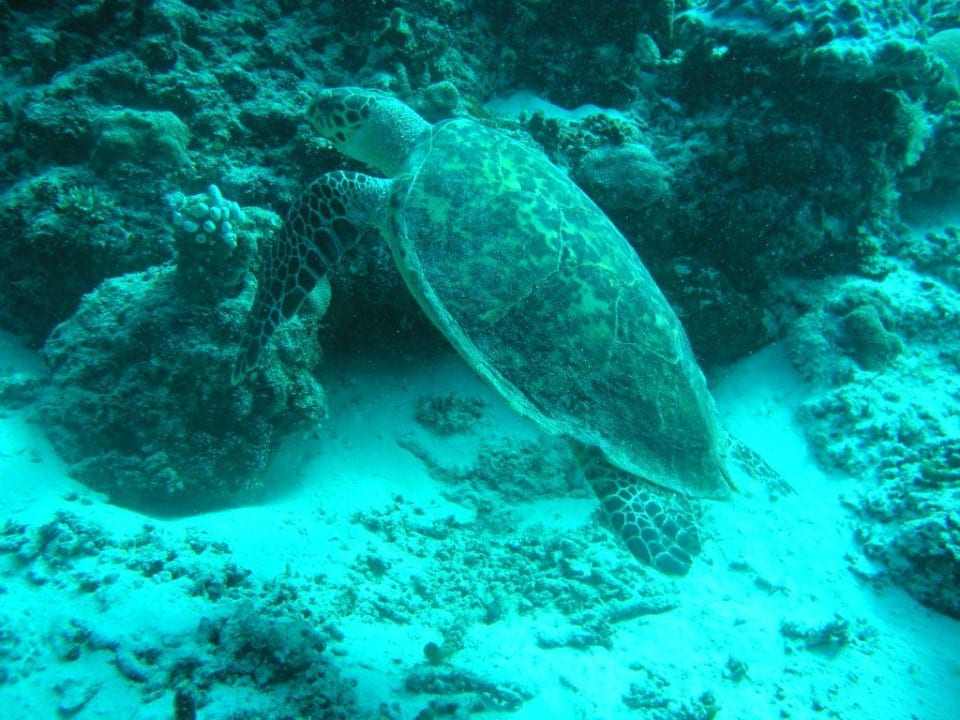 Schildkröte Filitheyo Island Resort