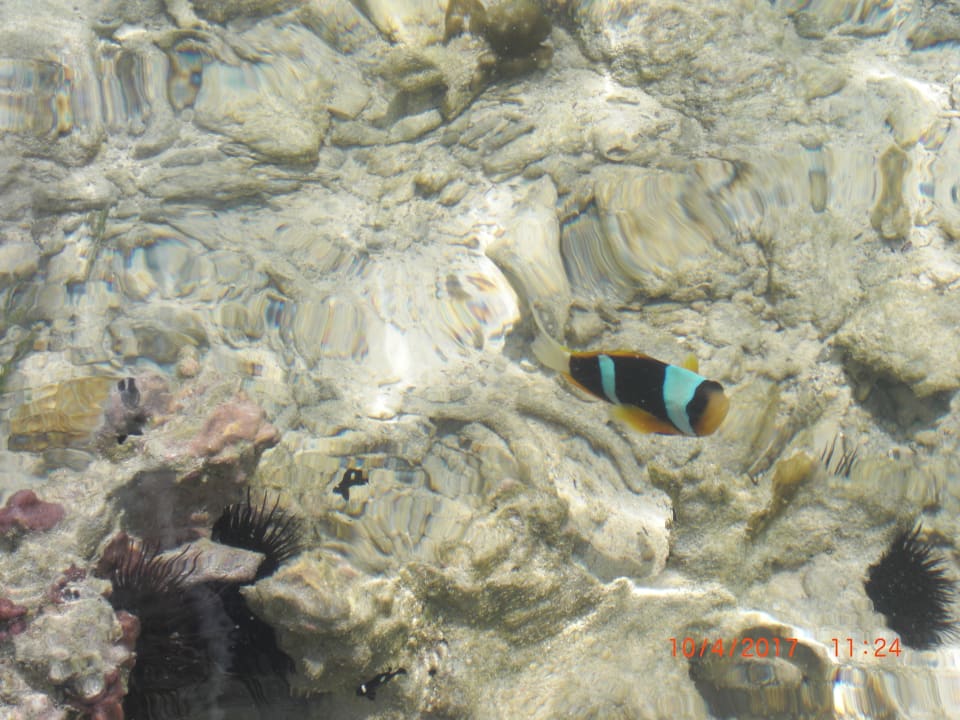 Strand Ocean Paradise Resort & Spa