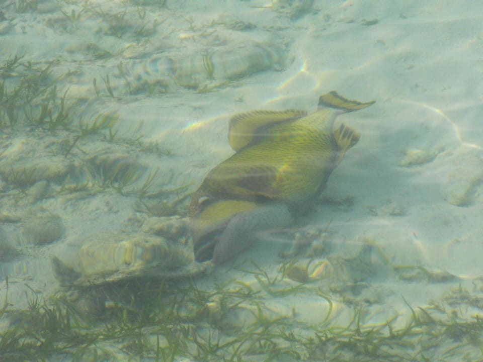 Impression der Wasserwelt Kuredu Island Resort & Spa