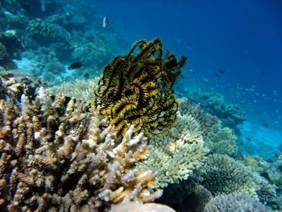 Unterwasser Eri Maldives