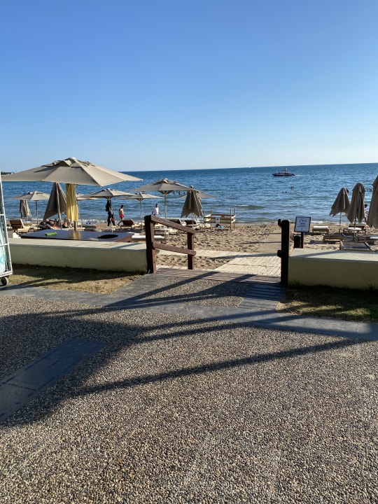 Strand Acanthus Cennet Barut Collection