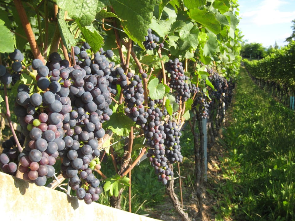 Fast reif Hotel Steinegger