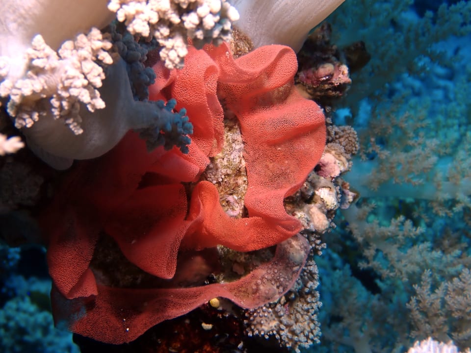 Sport & Freizeit Utopia Beach Club