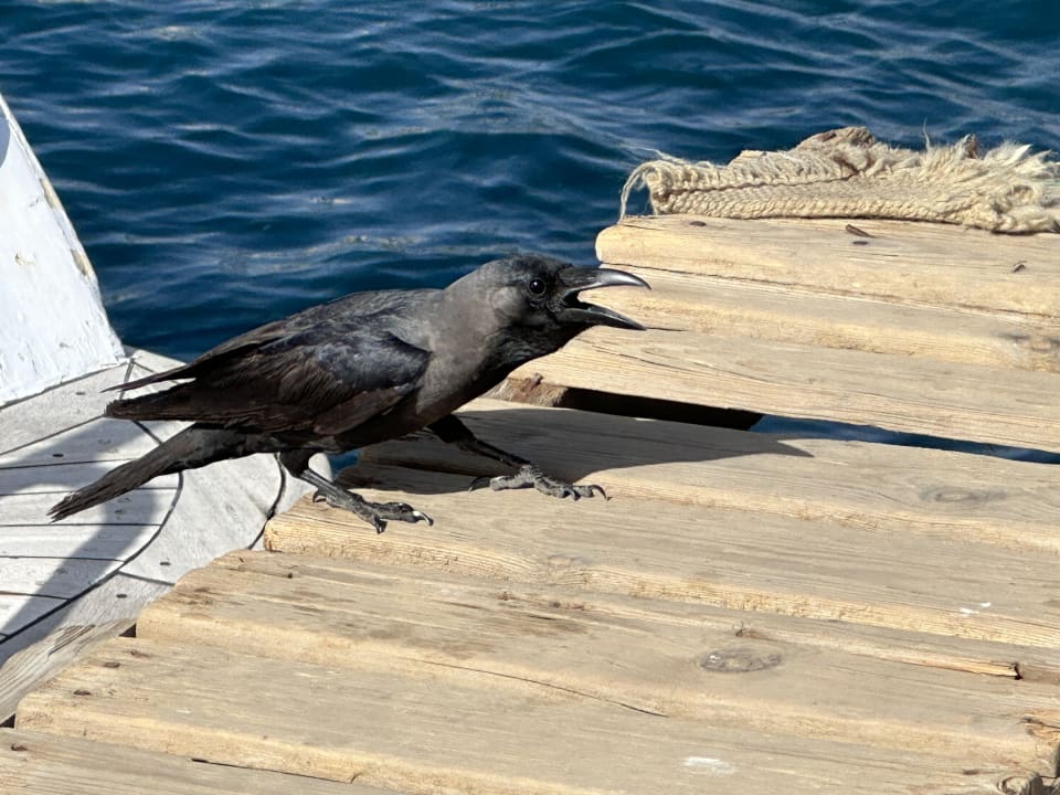 Sonstiges Palm Royale Resort - Soma Bay