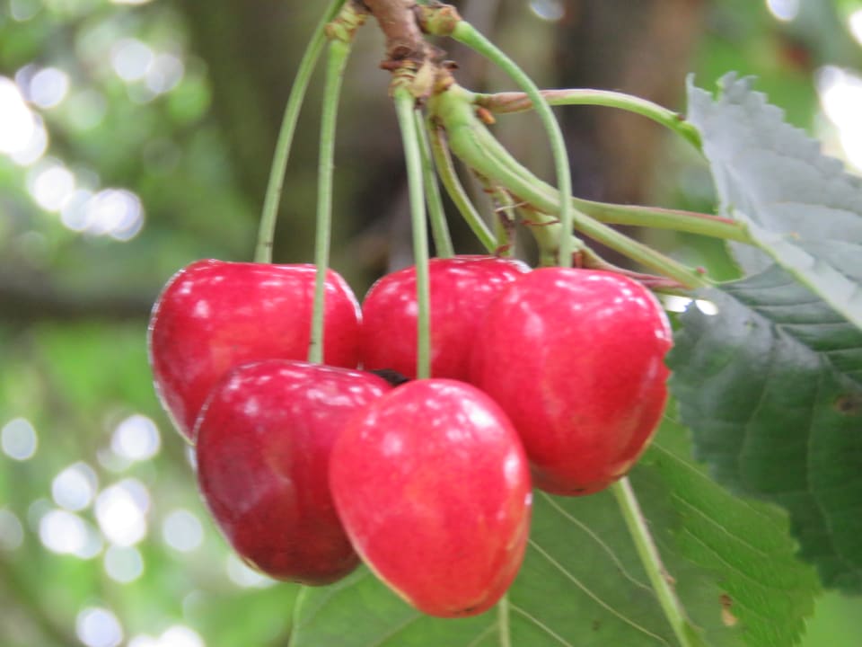Gartenanlage Feriendorf Altes Land