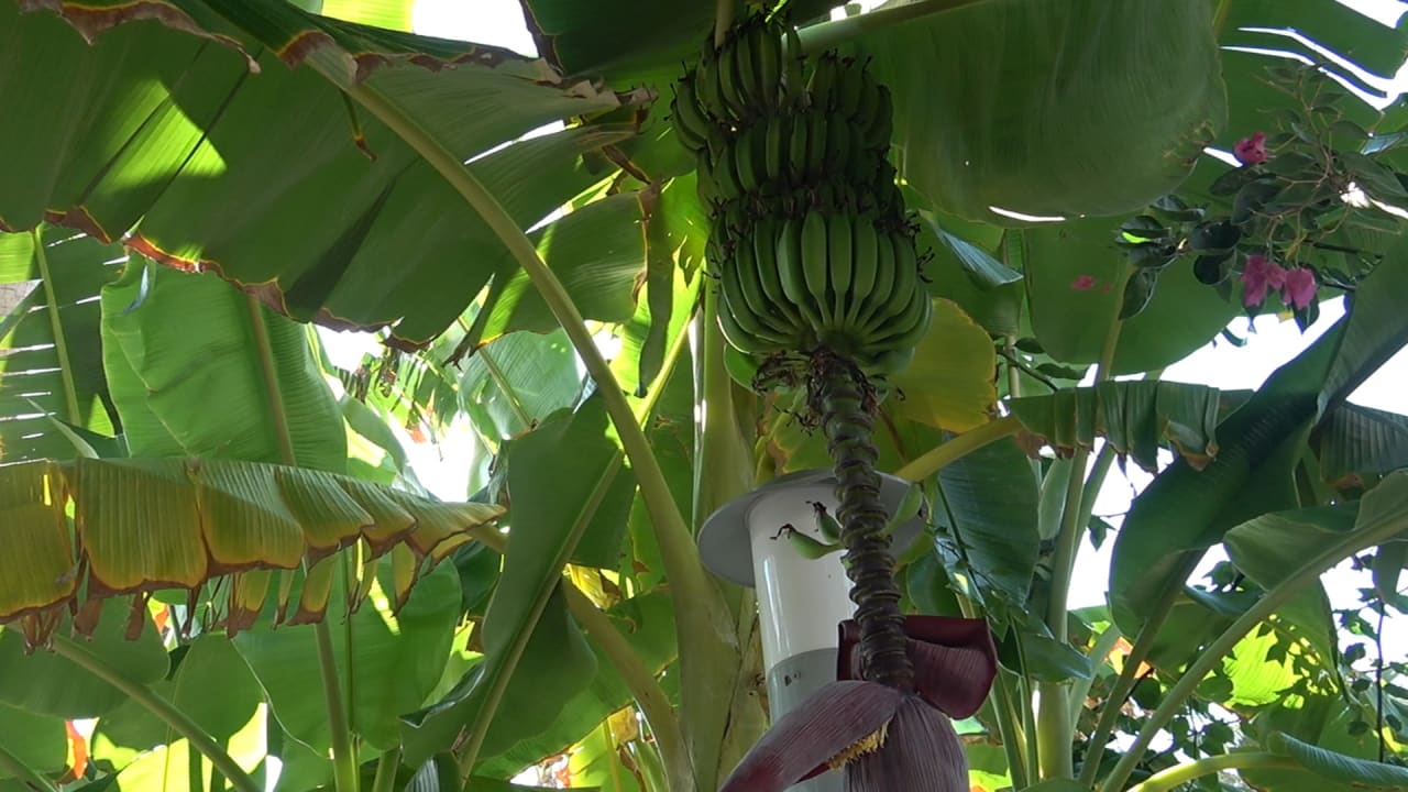 Gartenanlage Arycanda Kirman Premium