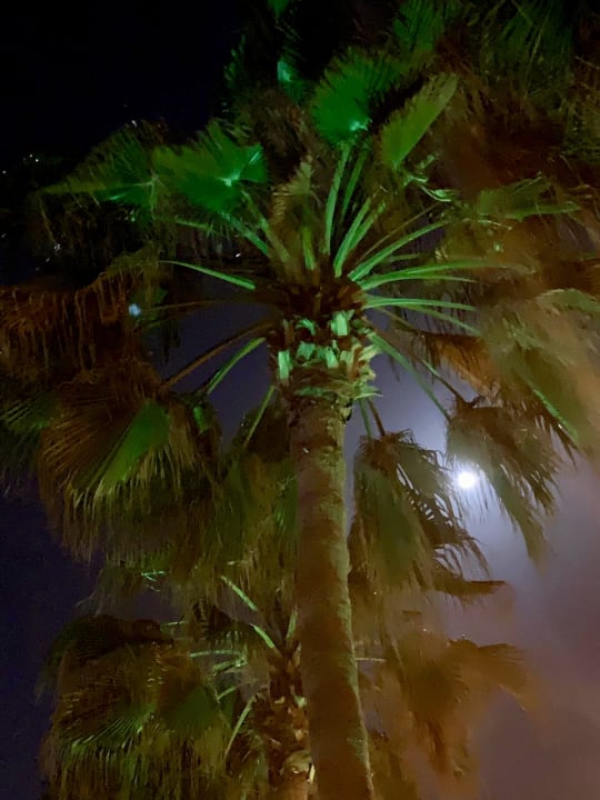 Sonstiges Arum Barut Collection