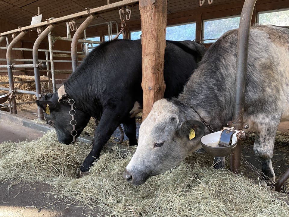 Sonstiges Ferienhof Uebelhör