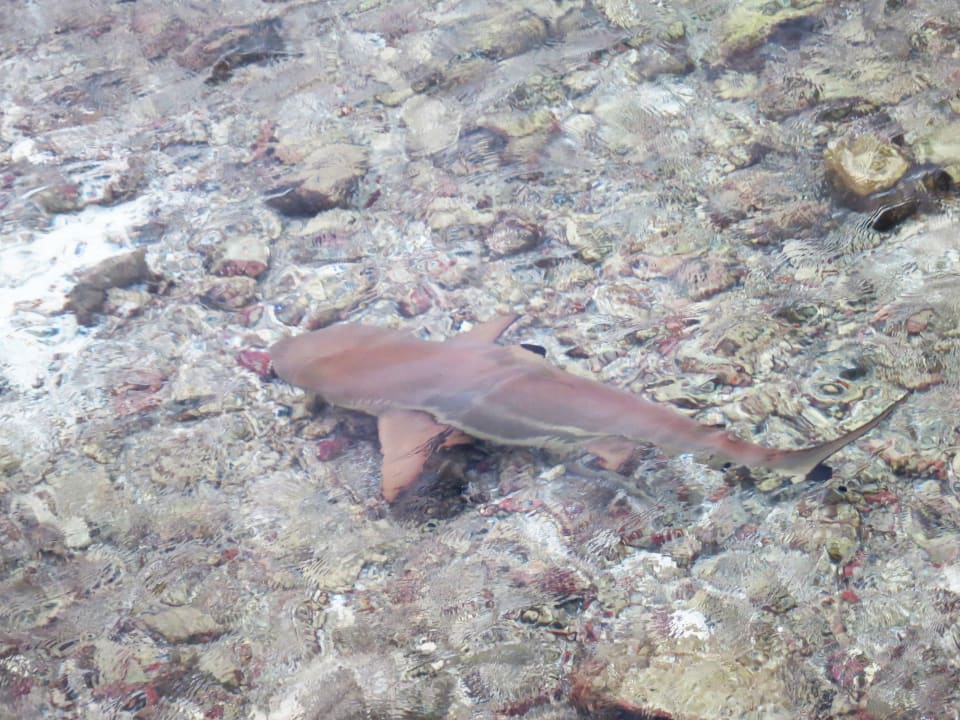 Strand Cinnamon Dhonveli Maldives