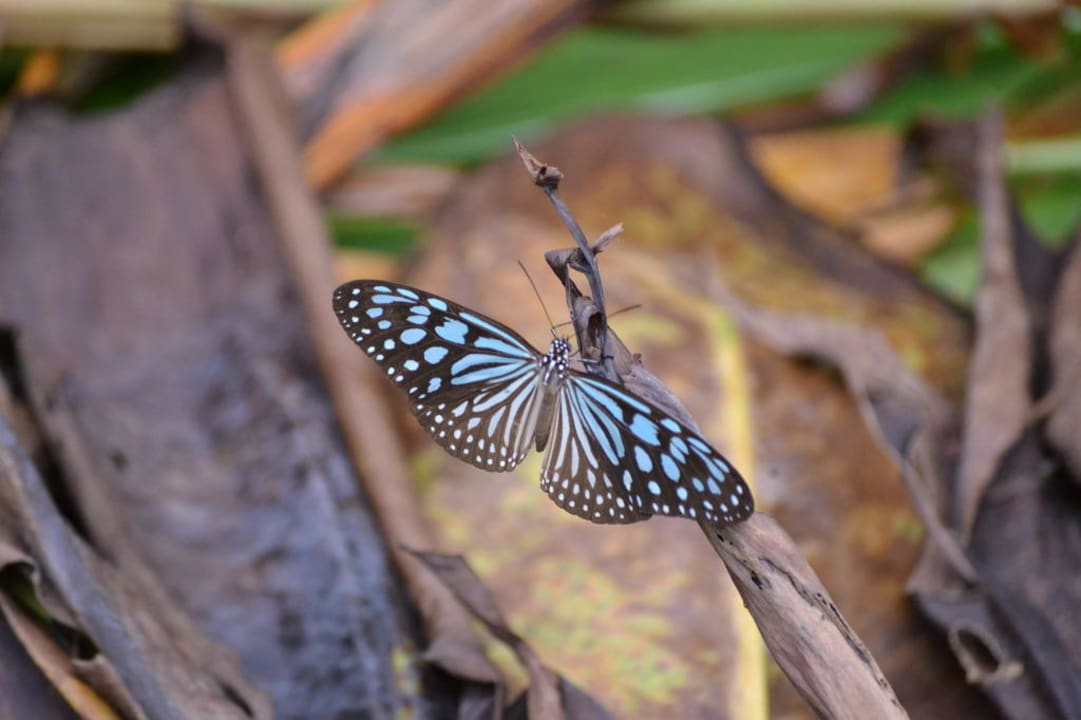 Überall findet man schöne Schmetterlinge The Fair House Beach Resort
