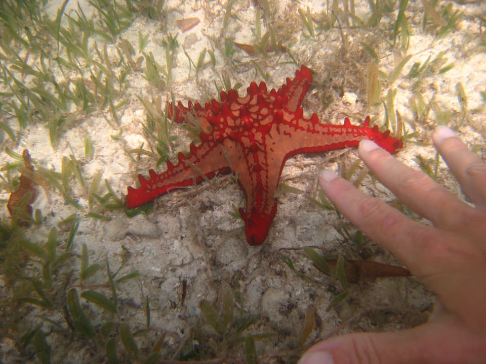 Schnorcheln direkt vor dem Hotel Neptune Village Beach Resort & Spa