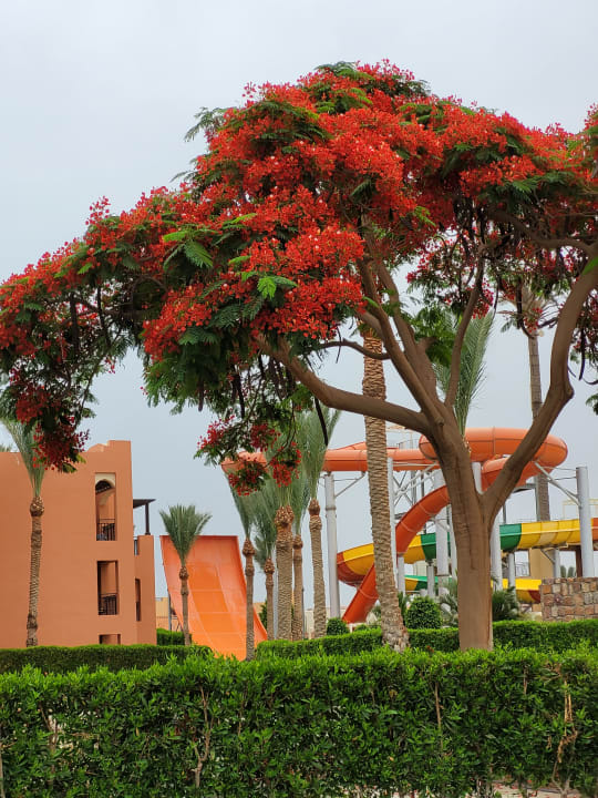 Gartenanlage Jaz Dar EL Madina