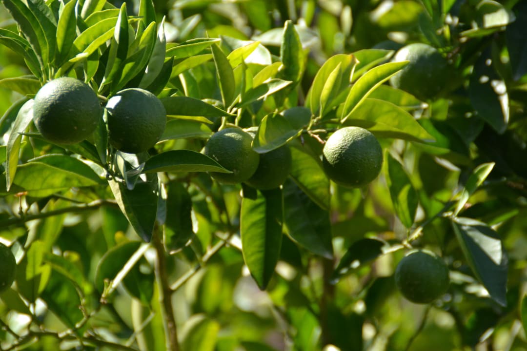 Limonenbaum im Garten Hane Family Resort
