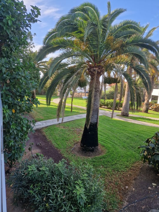 Gartenanlage allsun App.-Hotel Esquinzo Beach