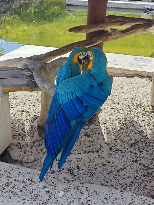 Gartenanlage Iberostar Waves Paraiso del Mar