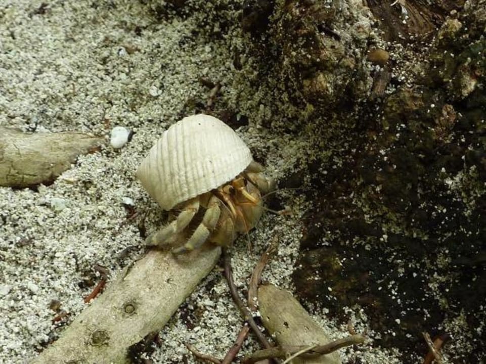 Landeinsiedlerkrebs Kuramathi Maldives