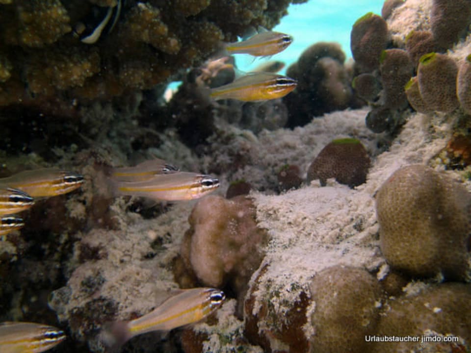 Glasfische Biyadhoo Island Resort