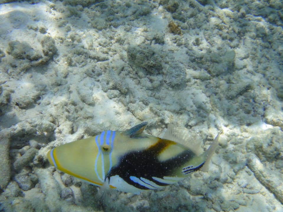 Encore une rencontre sympathique Veligandu Maldives Resort Island