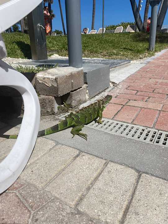 Sport & Freizeit Hotel Riu Plaza Miami Beach