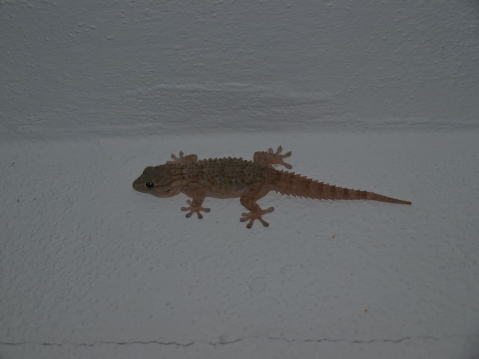 Wer kennt sie nicht Flipflop Cala Romantica