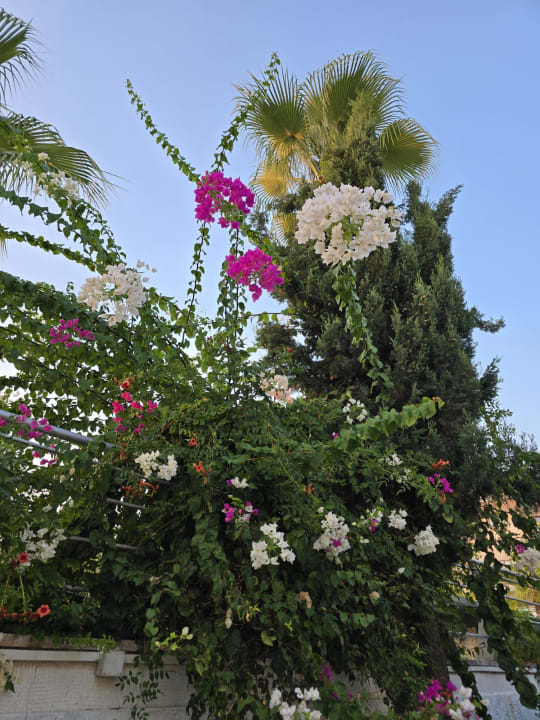 Sonstiges Dizalya Palm Garden
