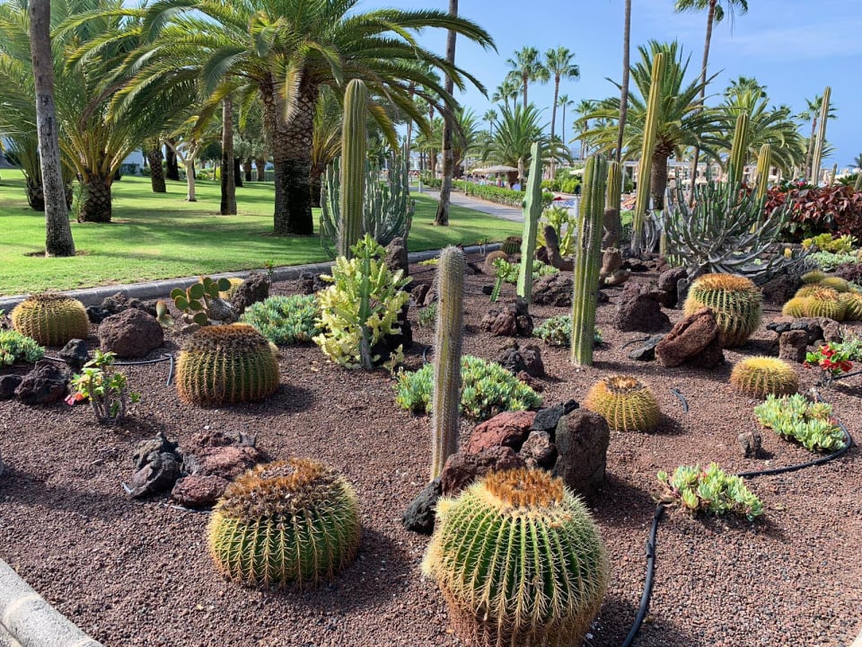 Gartenanlage Hotel Riu Gran Canaria
