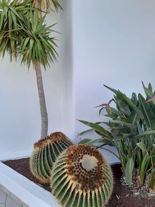 Gartenanlage Hotel Riu Palace Jandia